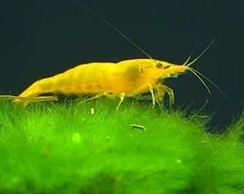 Yellow Shrimp – Melbourne Tropical Fish