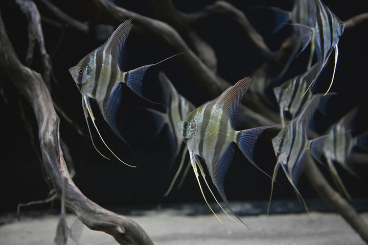 Altum Angelfish – Melbourne Tropical Fish
