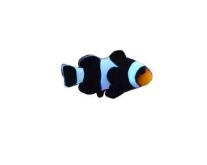 Black Oscellaris Clown