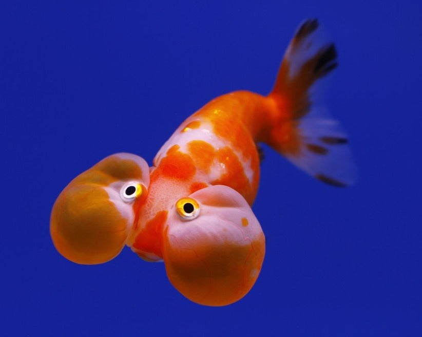 Bubble Eye Goldfish 7cm – Melbourne Tropical Fish