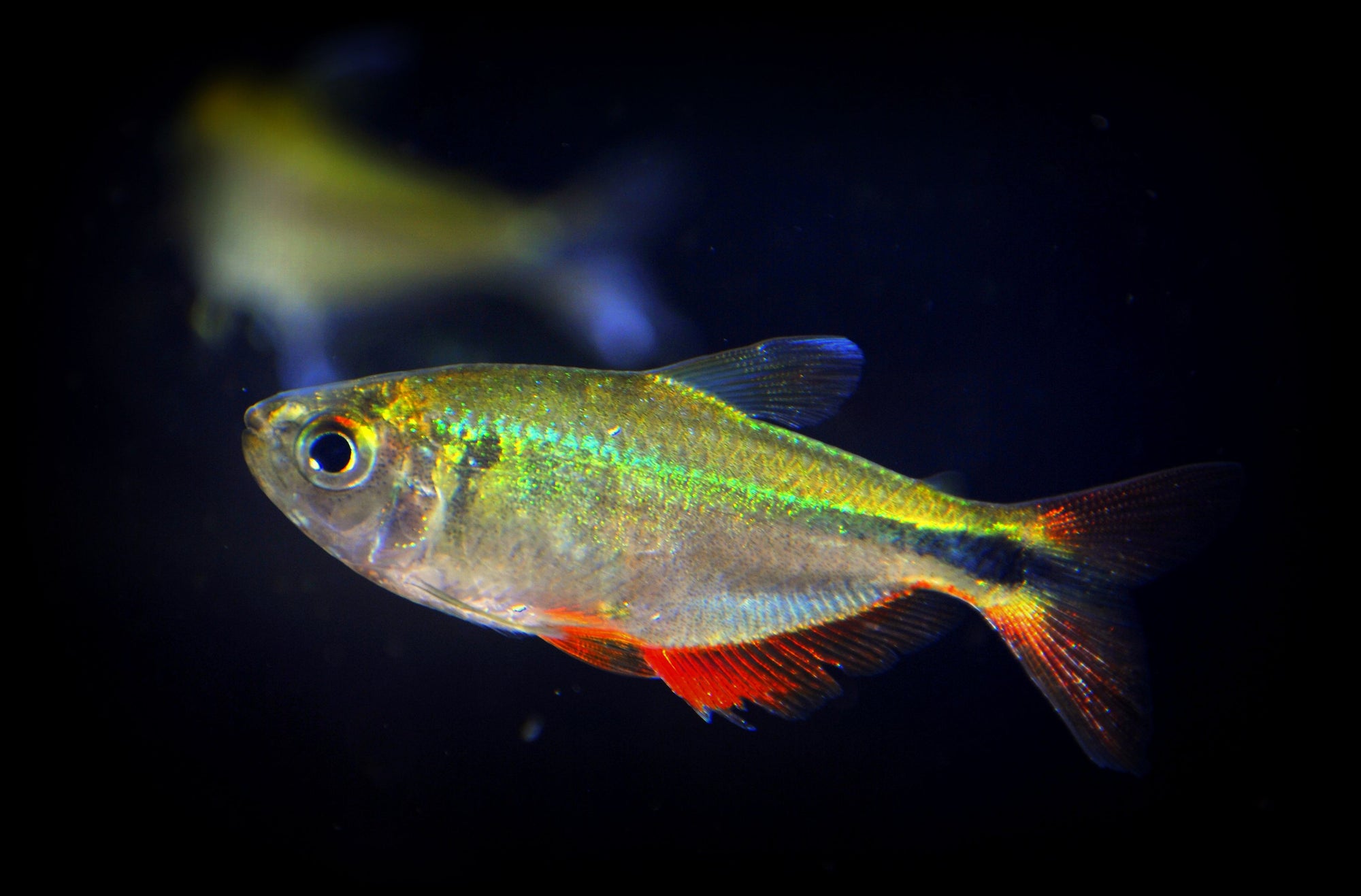 Buenos Aires Gold tetra