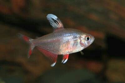 White Fin Ornate Tetra