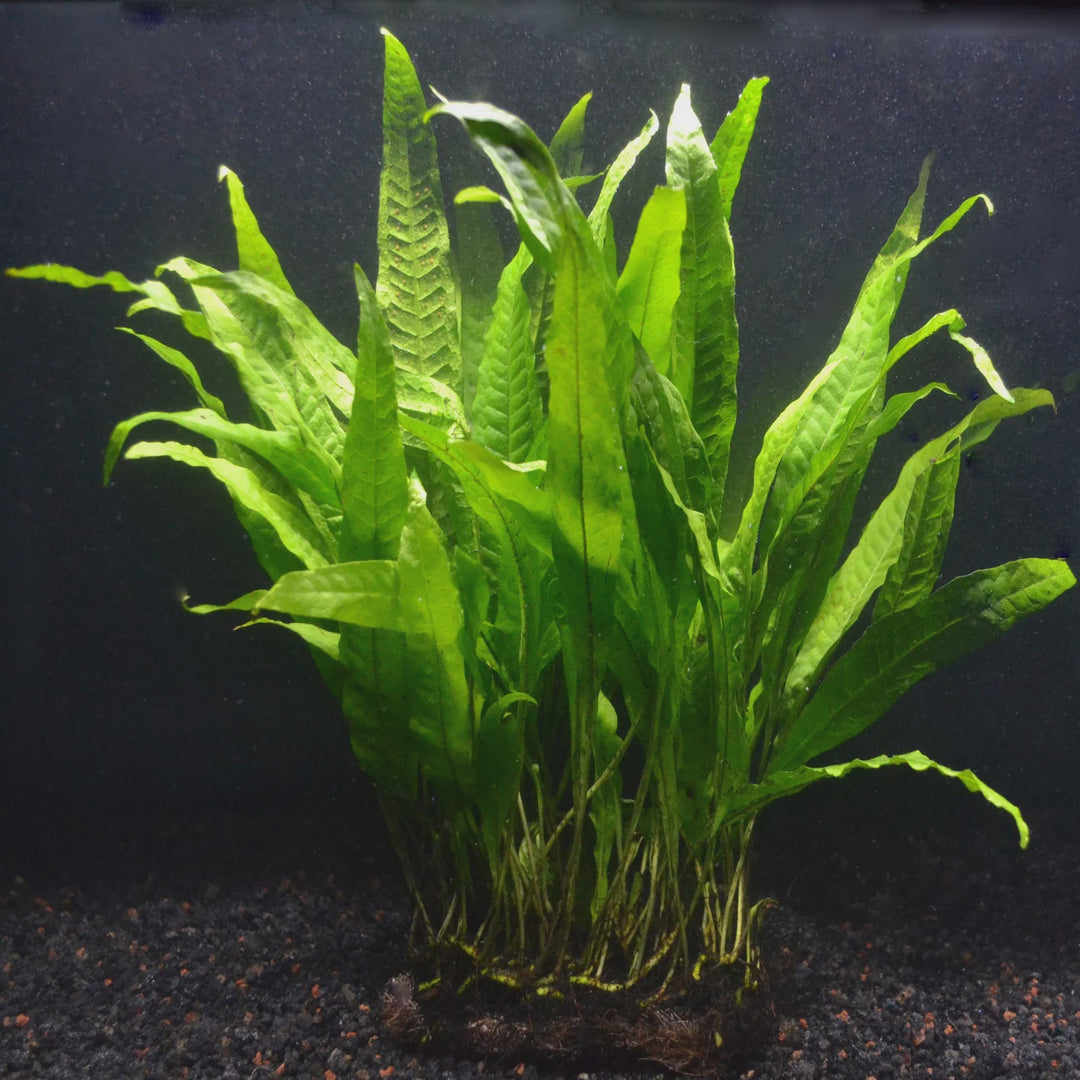 Java Fern Pteropus – Melbourne Tropical Fish