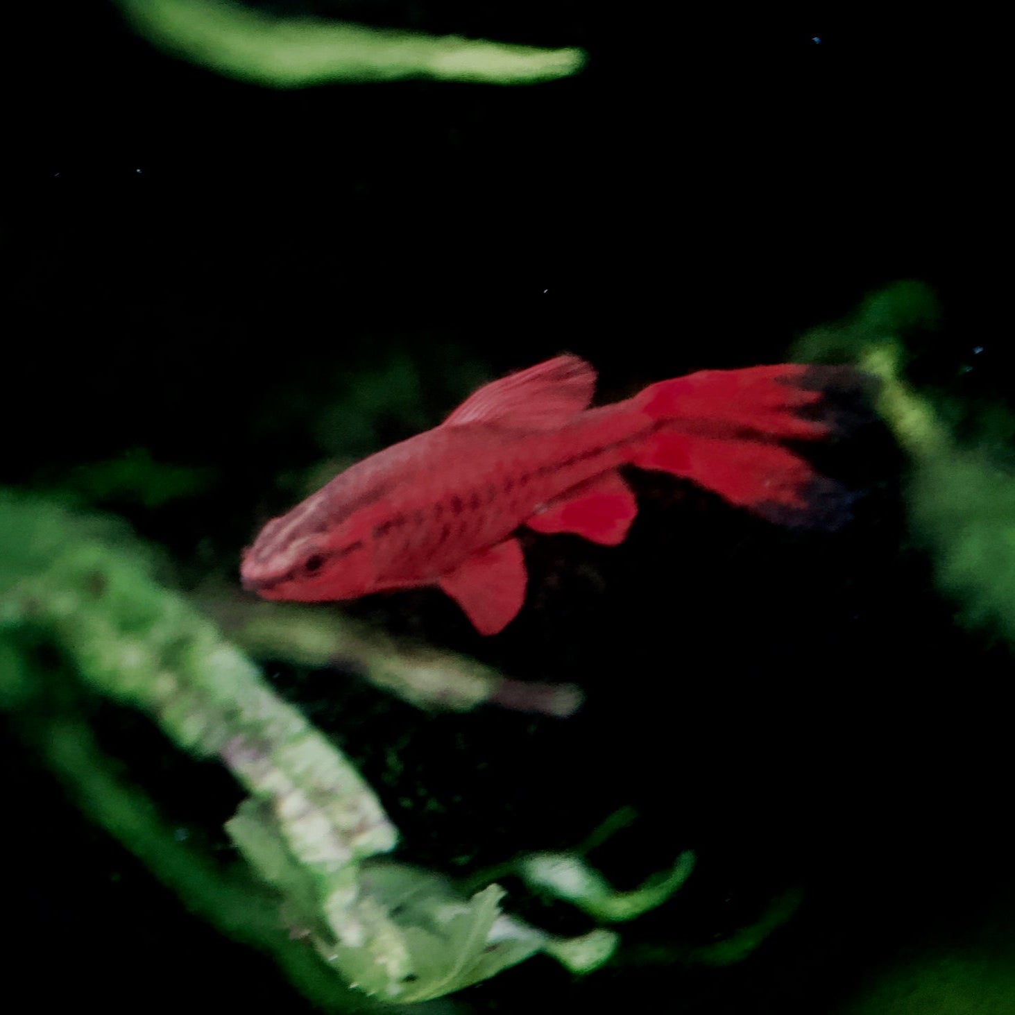 Longfin Cherry Barb