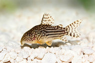 Peppered Catfish