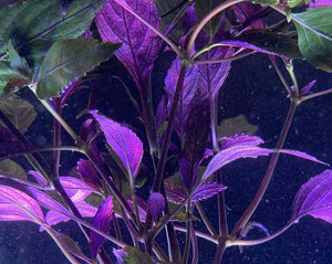Purple temple aquarium plant