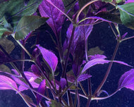 Purple temple aquarium plant