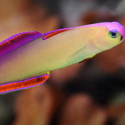 Purple Firefish Goby