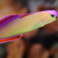 Purple Firefish Goby