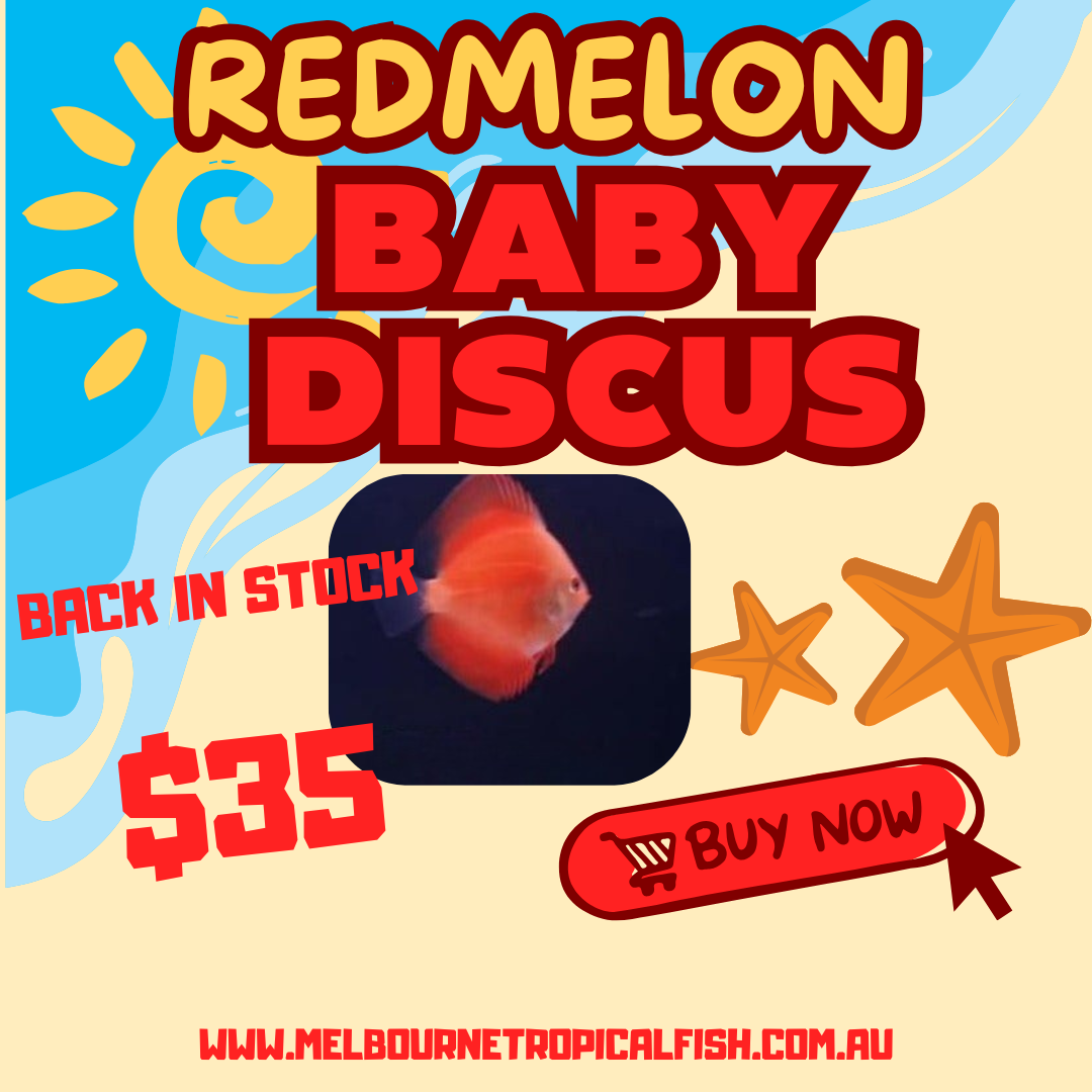 Discus Red Melon
