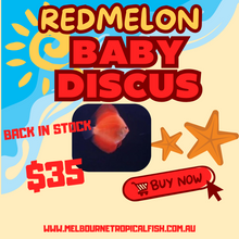Load image into Gallery viewer, Discus Red Melon
