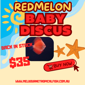 Discus Red Melon