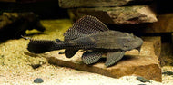 Sailfin Plecostomus 6cm