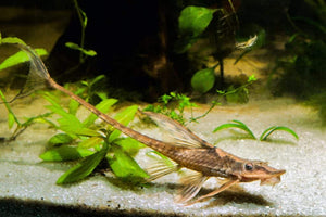 Twig Catfish (Farlowella)