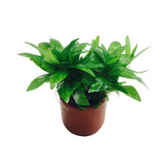 STAUROGYNE 5CM POT