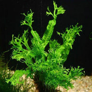 Microsorium Crested