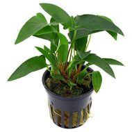 Anubias Pots