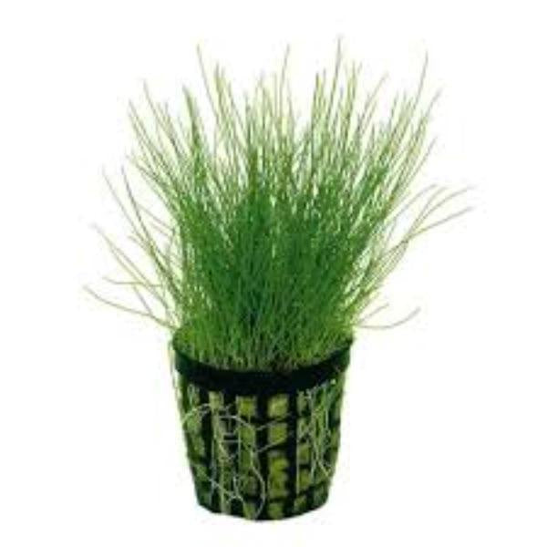 Dwarf Hairgrass Pot