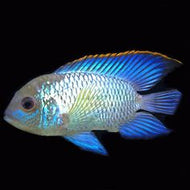 Neon Blue Acara