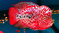 Pearl Flowerhorn 5 tone kamfa f2, full head and face