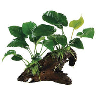 Double Anubias Driftwood