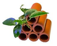 Terracotta Shrimp Tubes with Anubias
