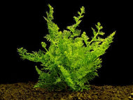 Lace Fern