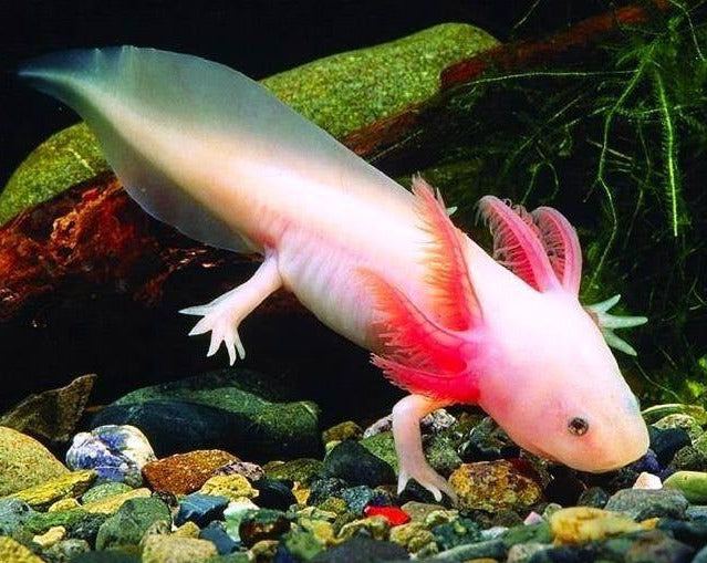 Axolotl Assorted – Melbourne Tropical Fish1