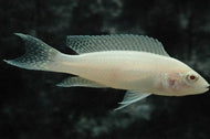 Albino Princess Cichlid