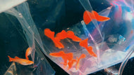 Albino Red Guppy Pair (Male & Female)