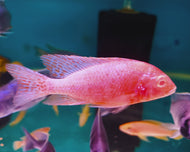Strawberry Peacock