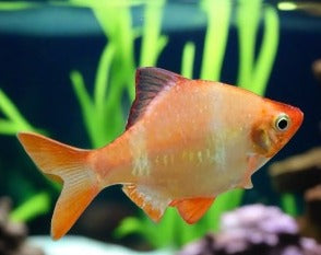 Albino Tiger Barbs