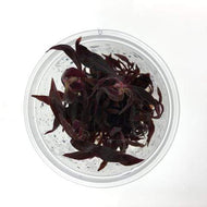 Tissue Culture