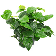 Anubias Barteri Mother Plant