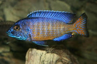 Auloncara Ngara