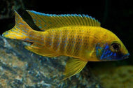 Sunshine Peacock
