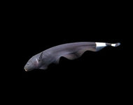 Black Ghost knife Fish