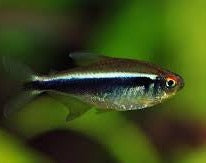 Black neon tetra top care