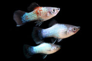 Blue platy