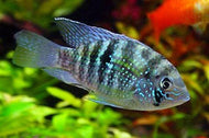 Blue Acara