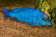 Blue Dolphin Cichlid