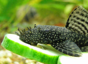 Bristlenose Catfish