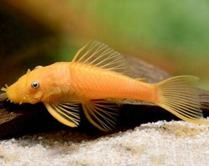 Albino Bristlenose