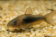 Bronze Cory