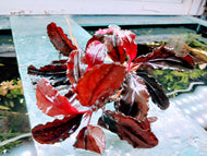 Bucephalandra