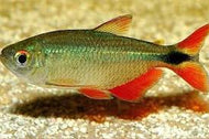Buenos Aires Tetra 4cm