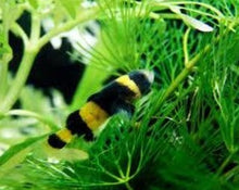 Load image into Gallery viewer, Bumble Bee Goby
