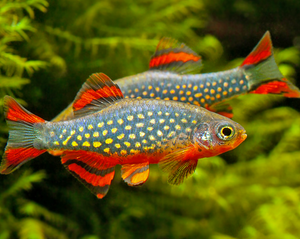 Celestial Pearl Danio