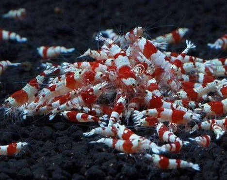 CRS Shrimp Melbourne Tropical Fish