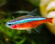 Cardinal Tetra